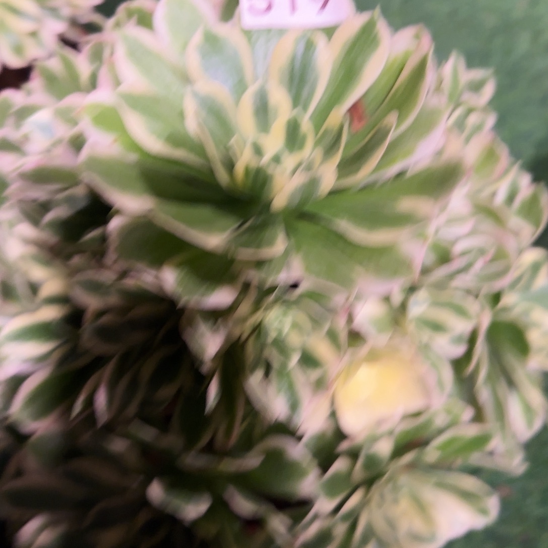 多肉植物法师芳华519