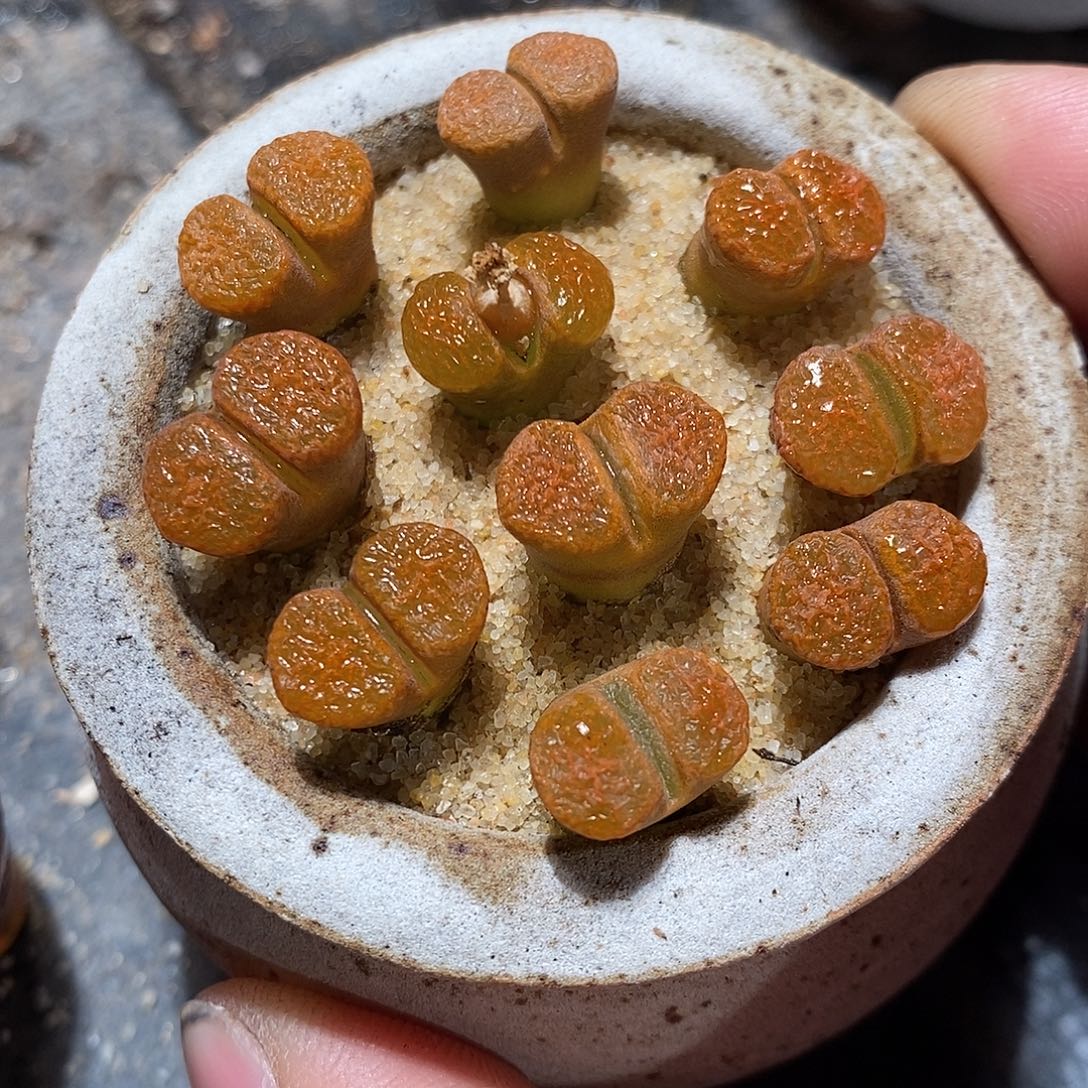 超级蛋糕风铃一颗。  