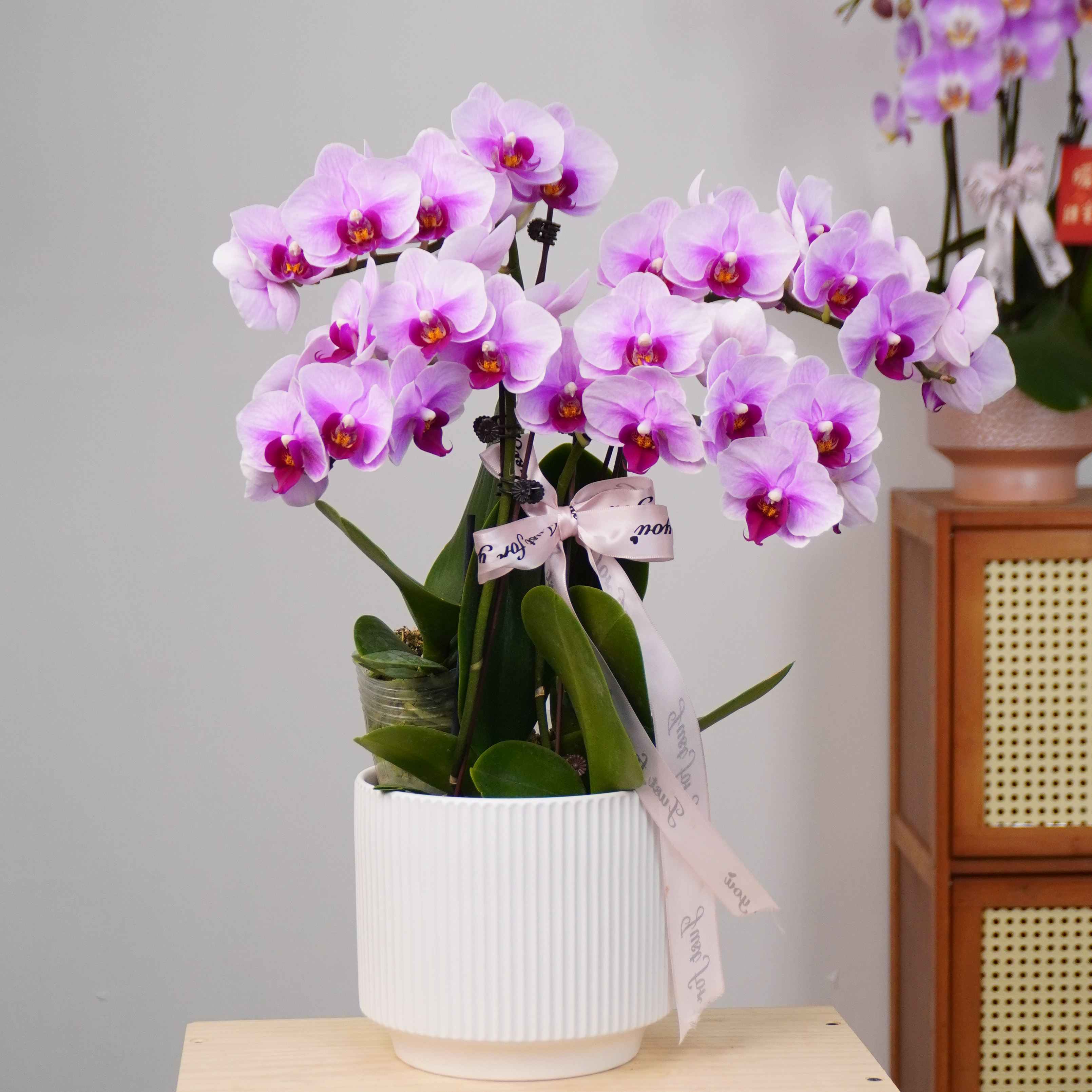 【宝贝】蝴蝶兰年宵爆款粉紫色系客厅书桌花色娇艳耐养室内花