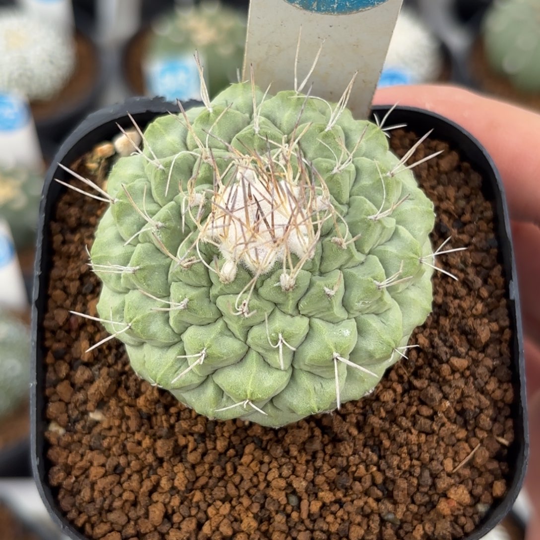 529实生菊水带盆带土发货