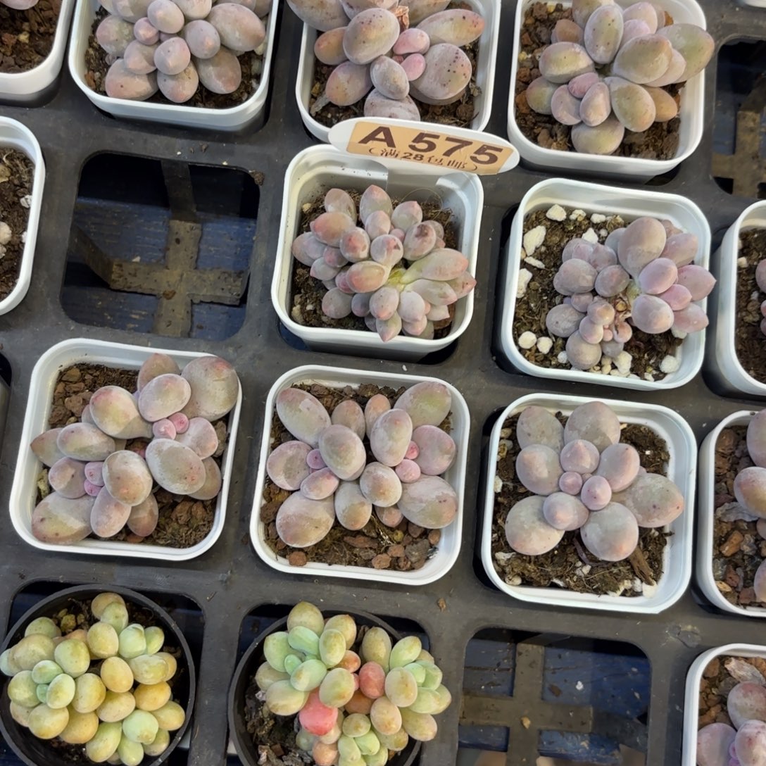 A575汤圆一物一拍