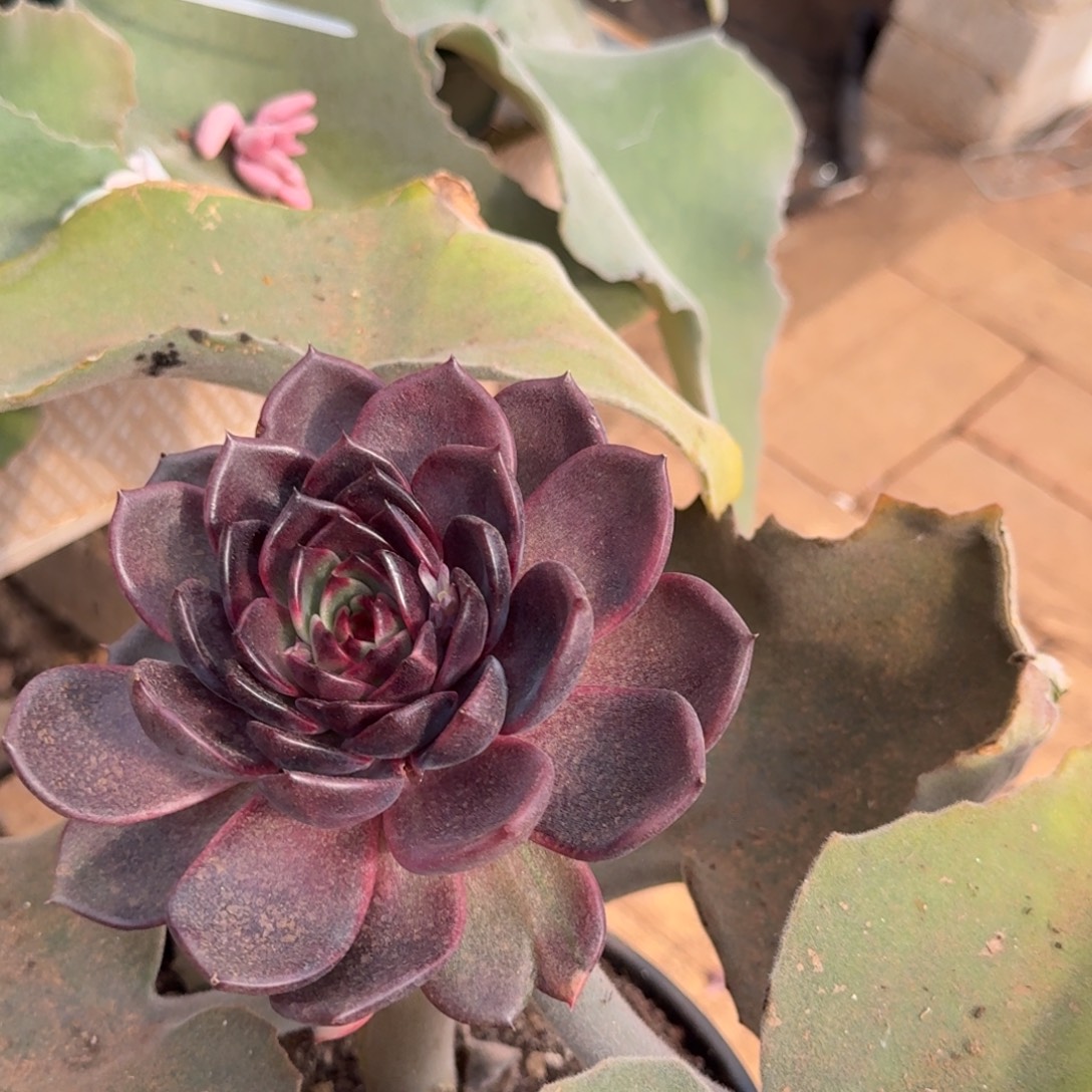 和***玉寄养于此处之处即有