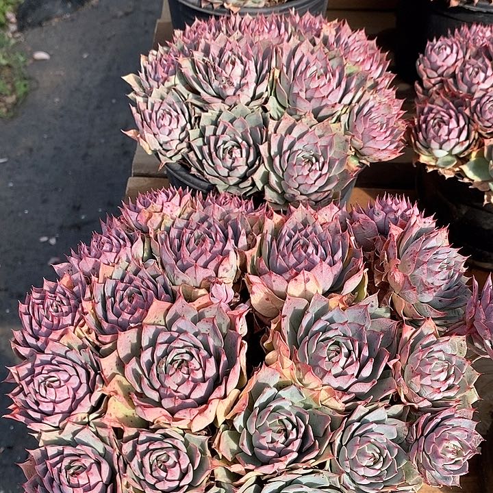 86林杰安娜 群生 福利多多