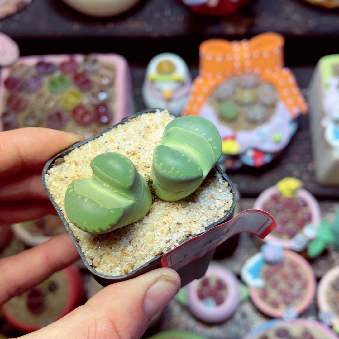 192生石花带盆发1