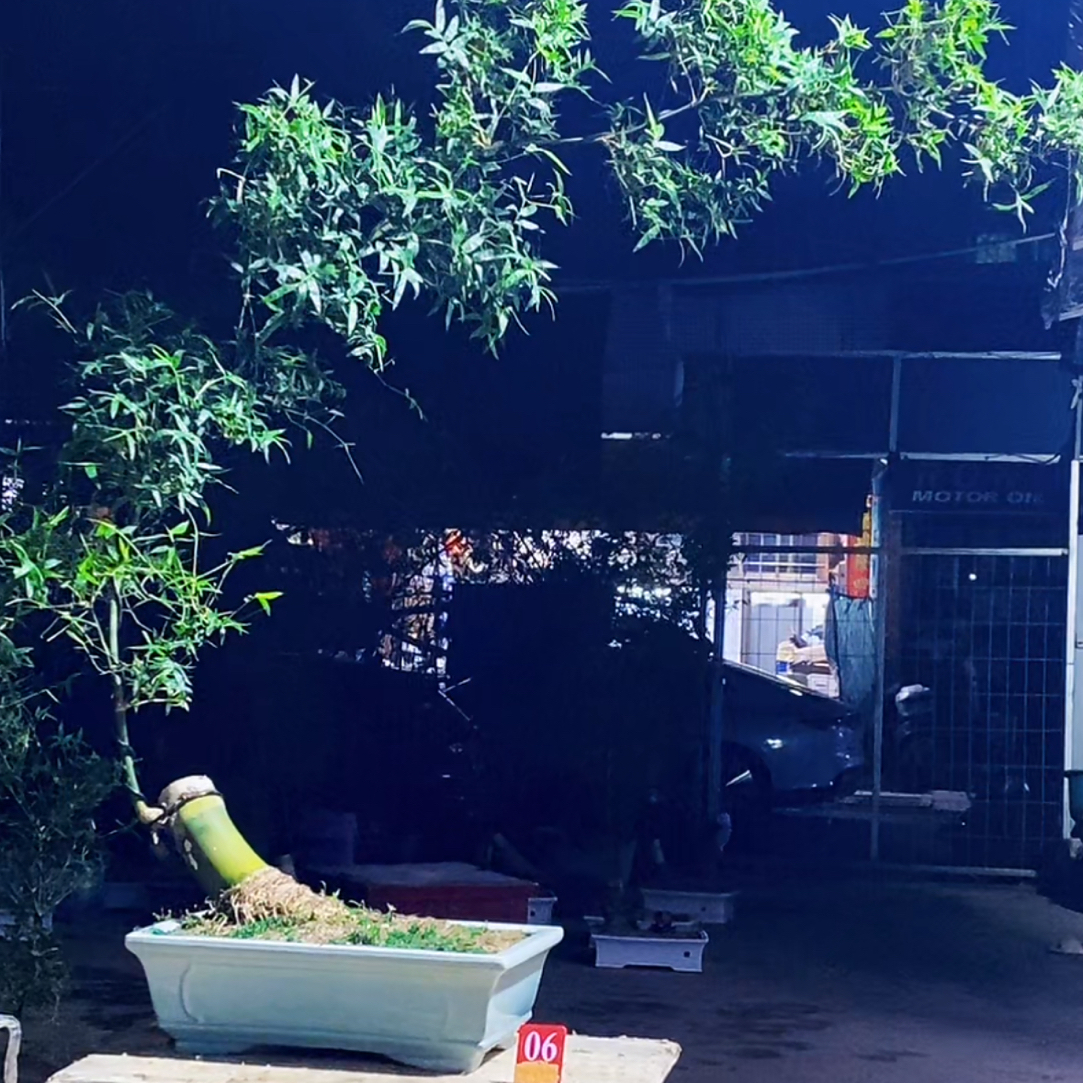 小叶勒竹贵竹老桩盆栽可净化空气耐寒适合阳台桌面观赏福利款