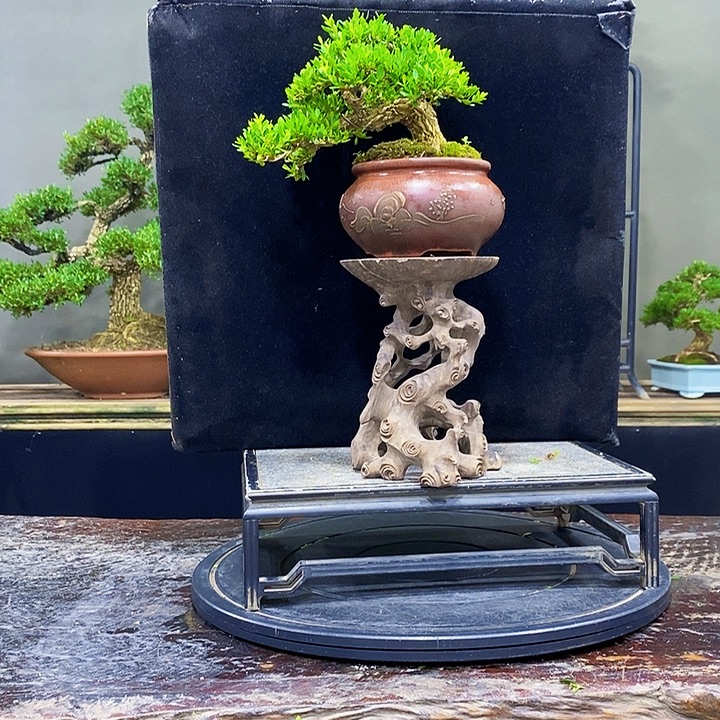 无花朵M黄杨盆景四季常青