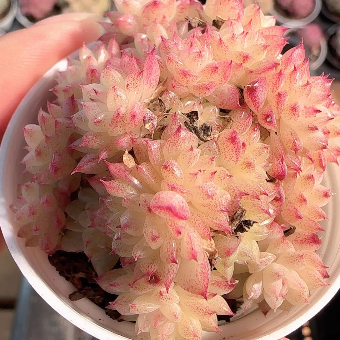 多肉1211-96小魔仙