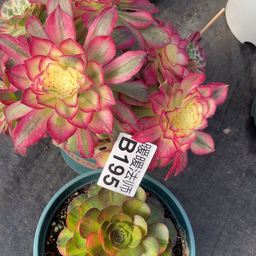 紫砂茶杯随*水晶连城