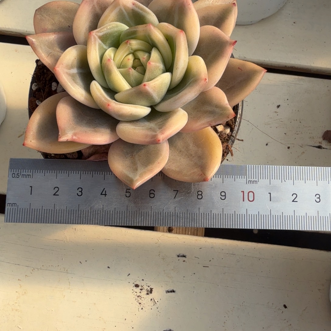 1207-07伊丽莎白锦