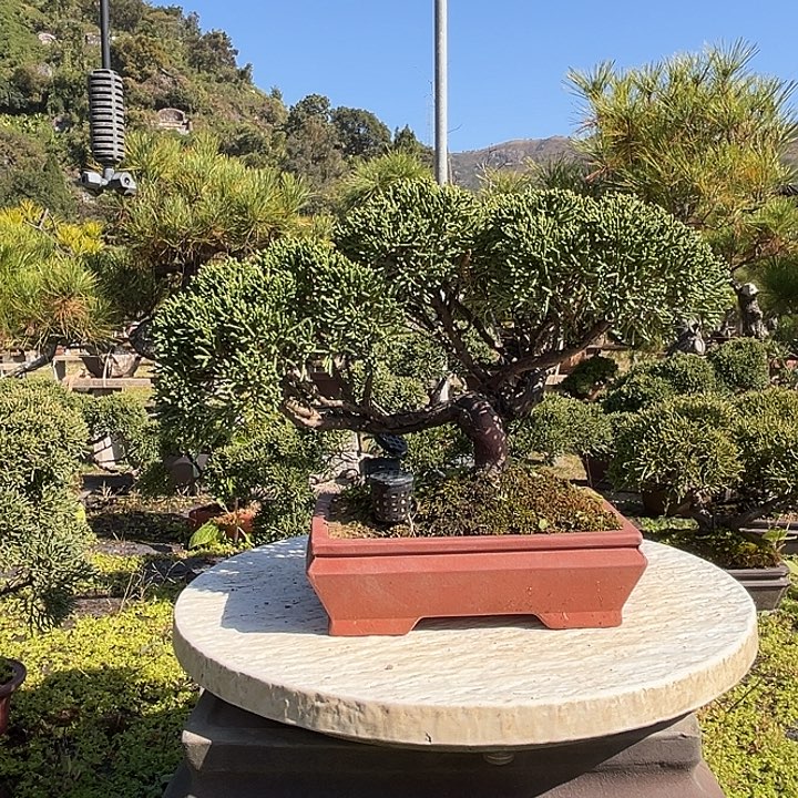 无花朵济州真柏盆景发货