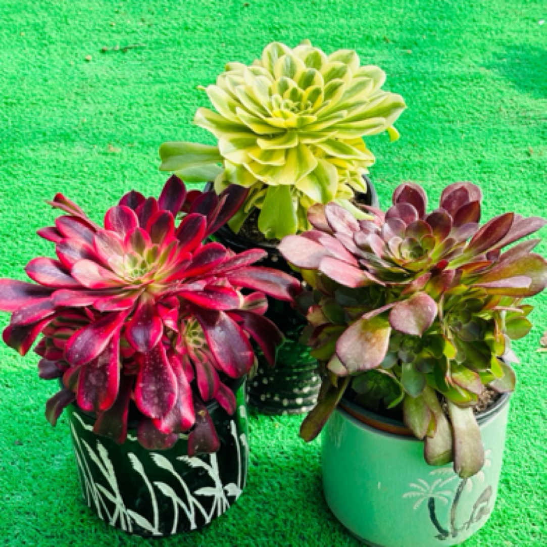 多肉法师美杜莎+荷兰圆叶+辛尼亚三棵手捧花，脱土发不包断枝断叶