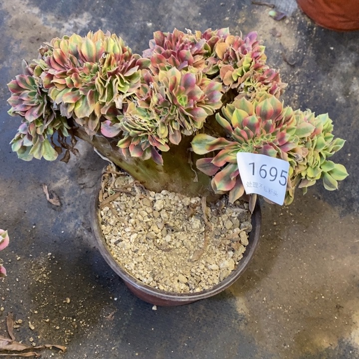 红袖多肉断头不包1695