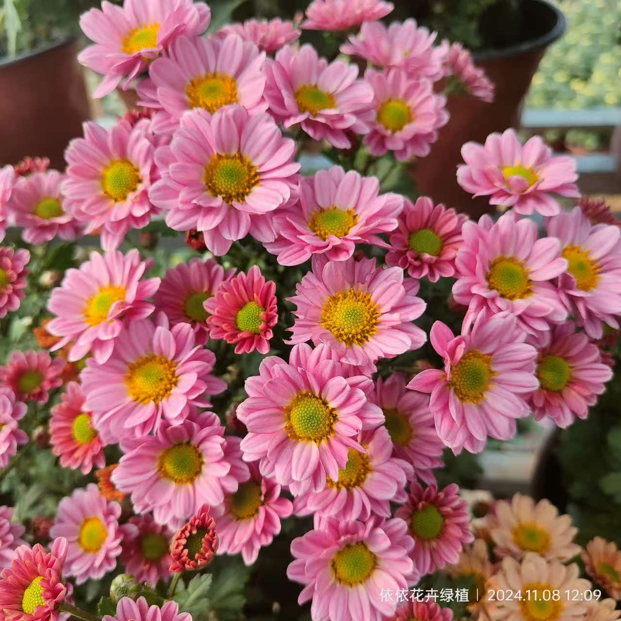 【爱之粉】四季切花菊 多年生宿根植物 菊花  