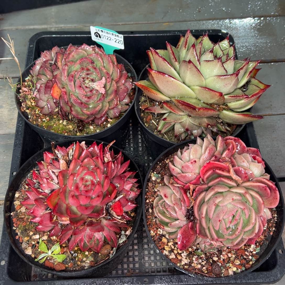 从前慢多肉精选编号0122.220