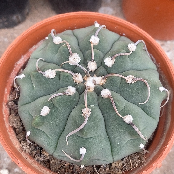 实生一本刺过年福利