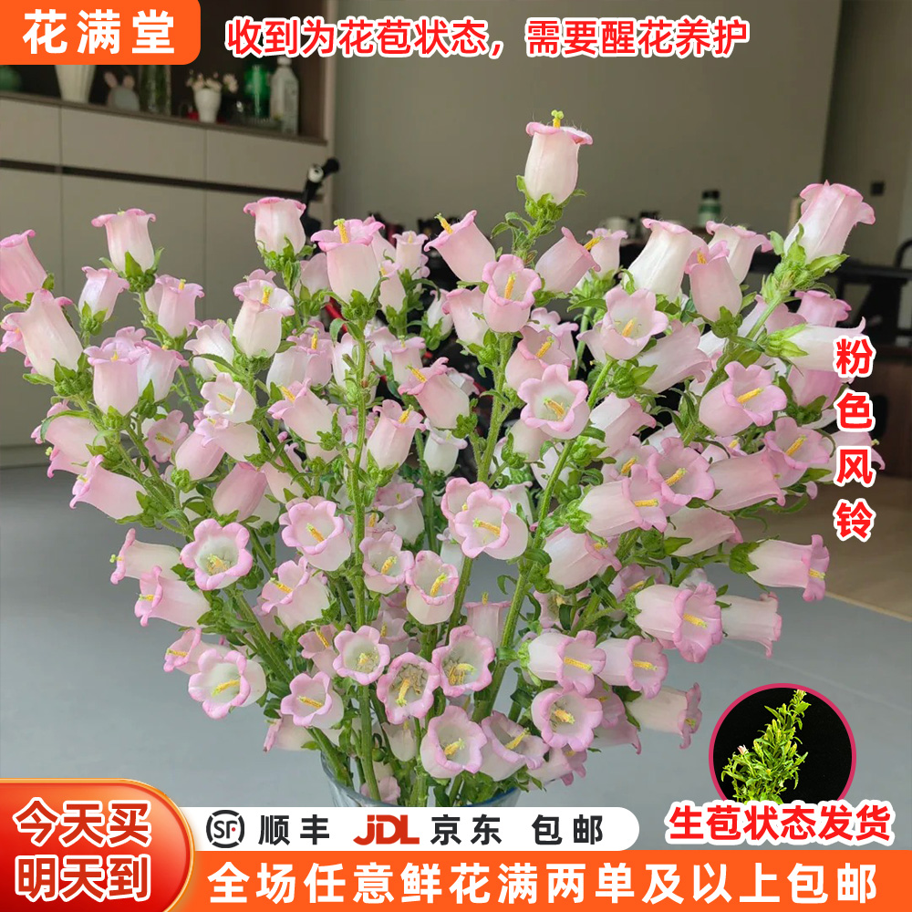 【次日达·爆花机器】粉风铃一扎6-8枝·鲜切花·直播全场两单顺丰包邮·直发·批发·家居花DIY·生活鲜花次日达