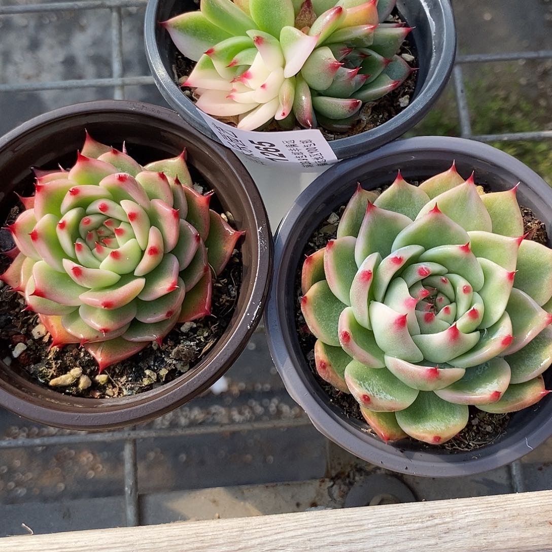 1265三个多肉植物哇啦塞