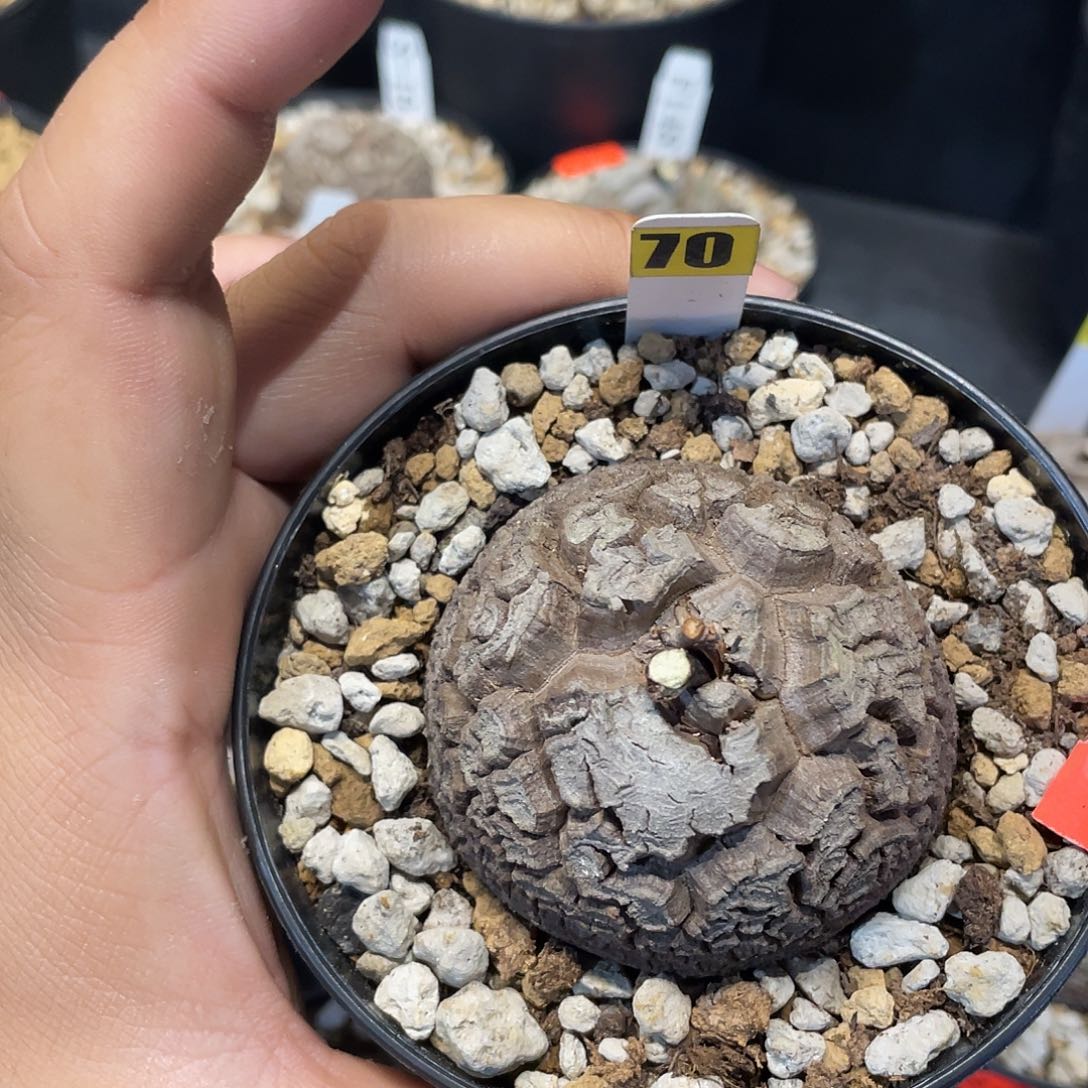 龟甲龙70号不退换