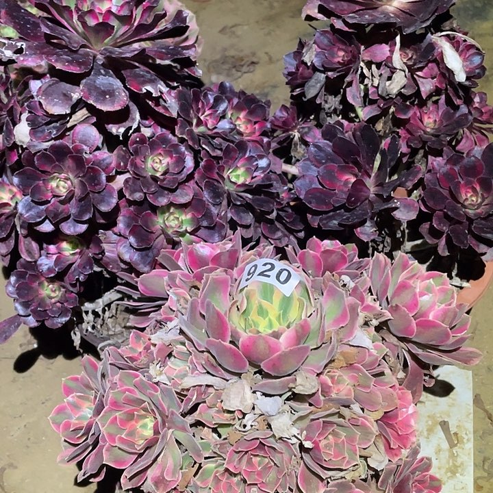 多肉植物断枝不包920法师3颗