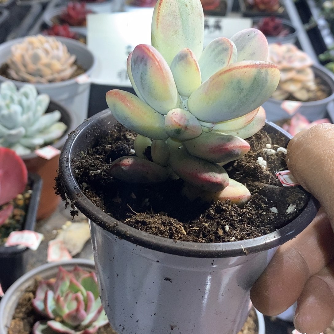 A844精美多肉乒乓福娘锦