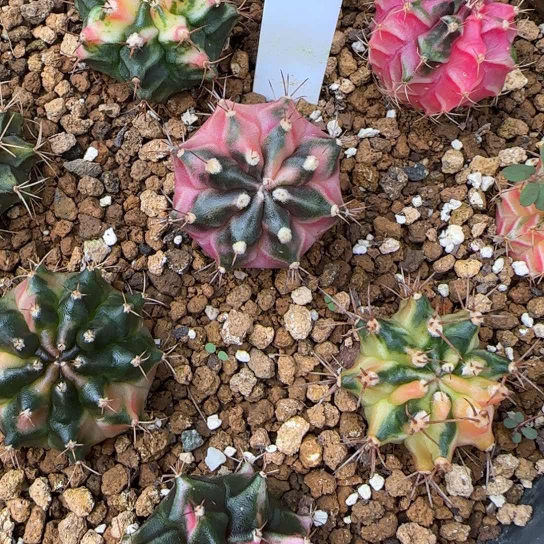 79-0116泰国发货多肉