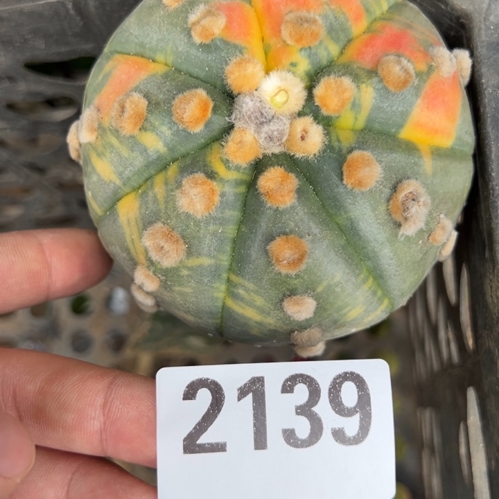 大兜锦仙人球2139号