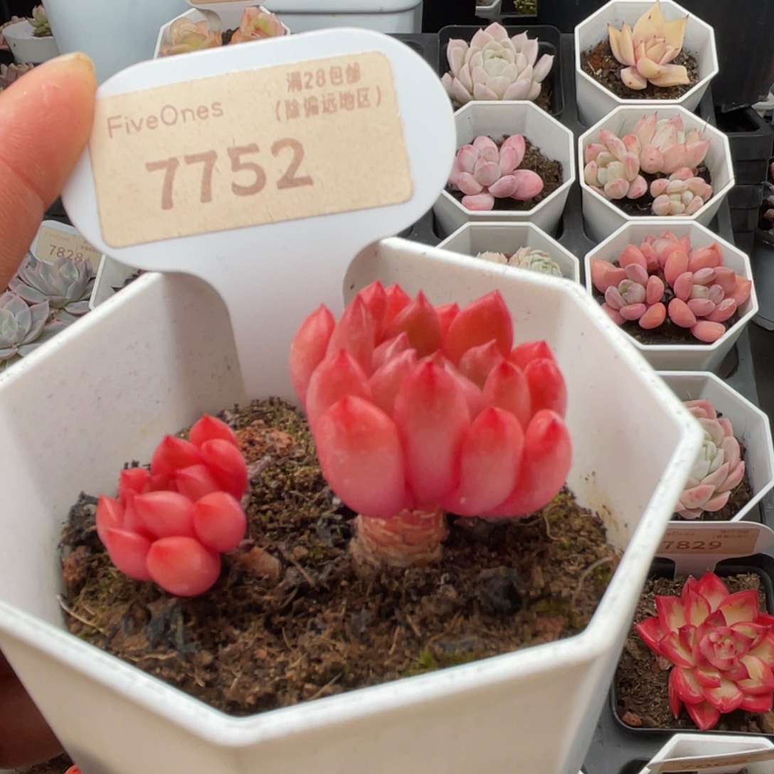鸡血红宝石7752-4.5厘米