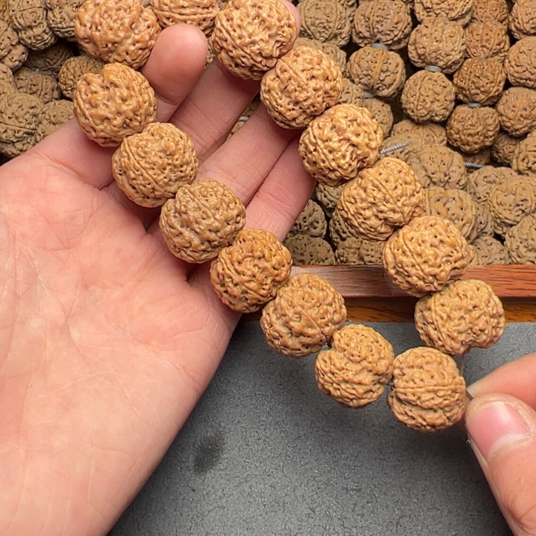 菩提45号尼泊尔大金刚21五星蜂王