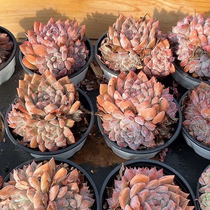 116霜花开群生 福利多多