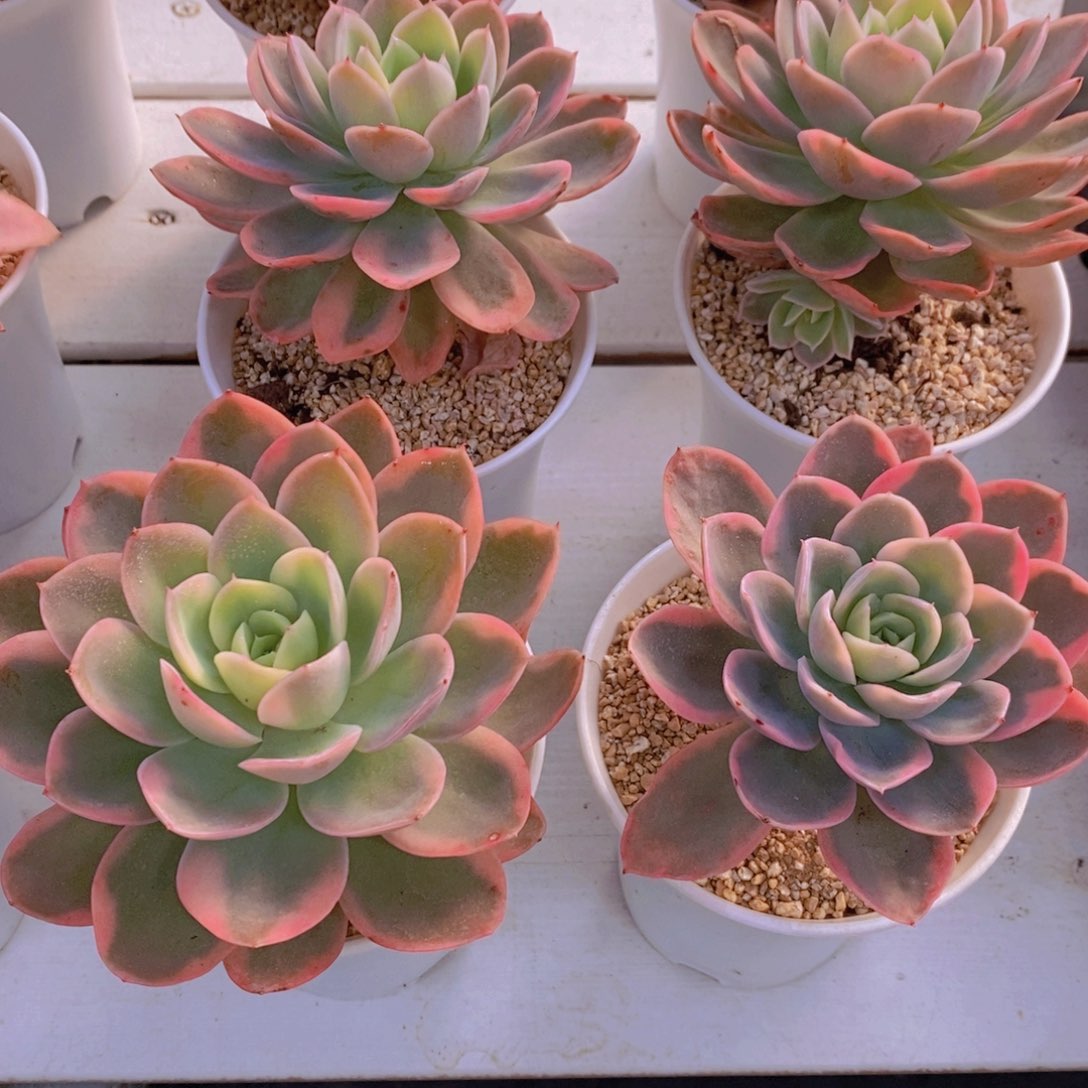 量拍35号 精品母本老桩粉贝拉锦单头一个