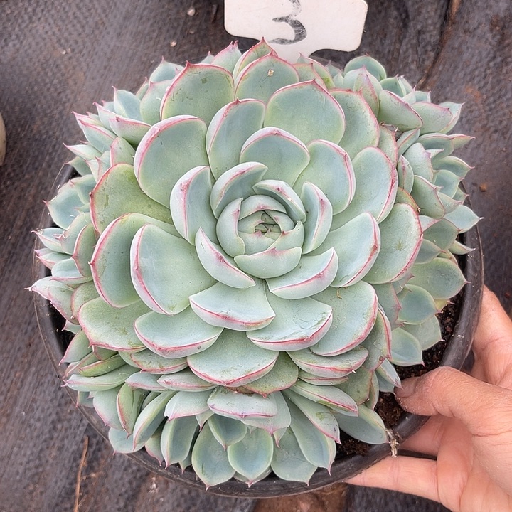 两单包邮，一物一拍侧影3