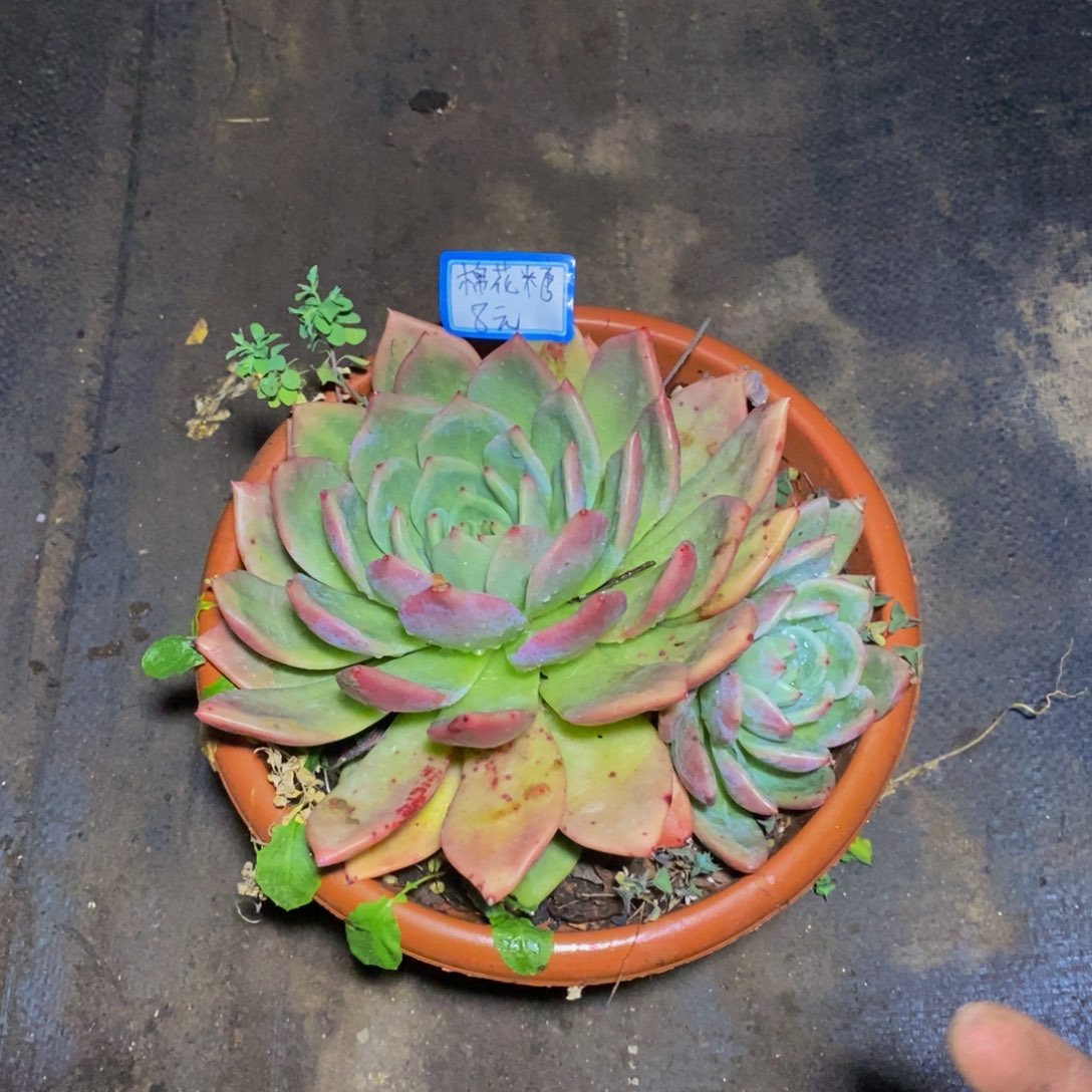 ：****一物一拍一物一拍