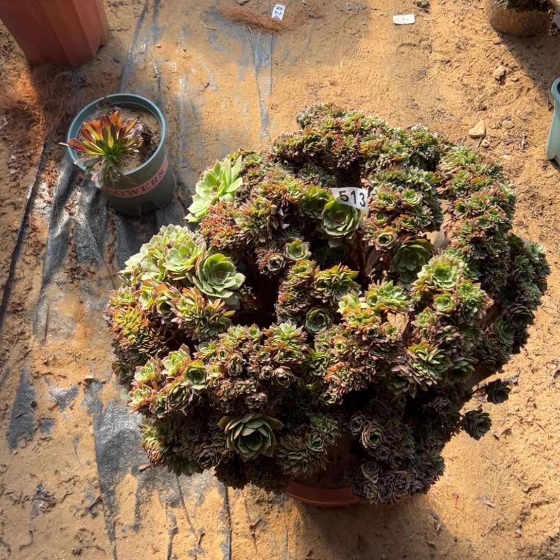 万缀513有伤一颗啦啦啦