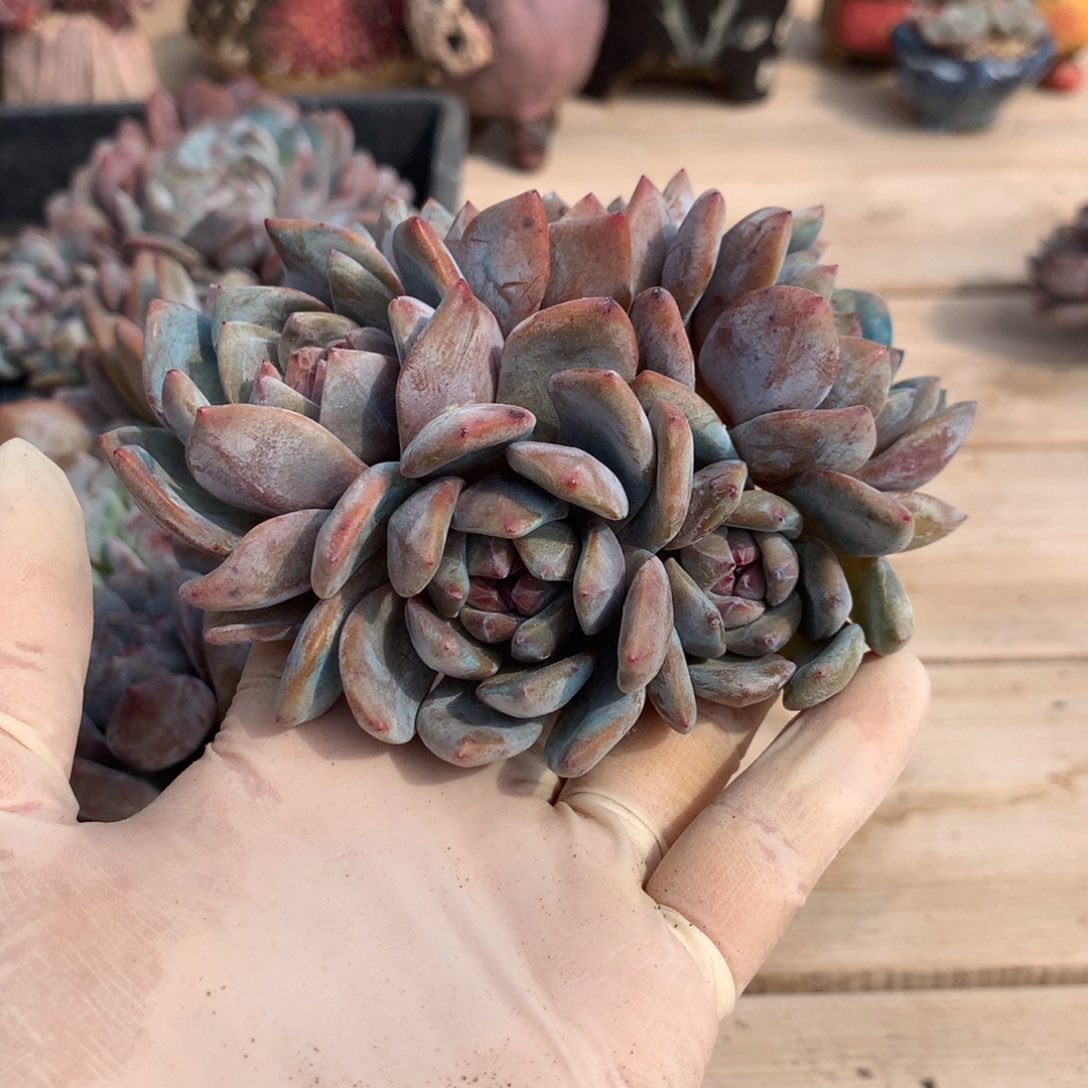 未*突尼斯发货多肉