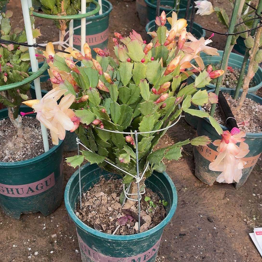 用***1无花朵用户8225花友叶仙嫁接矮桩黄金