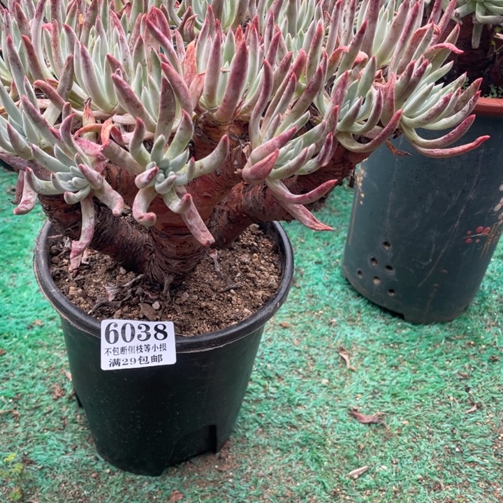38号莫然一多肉植物