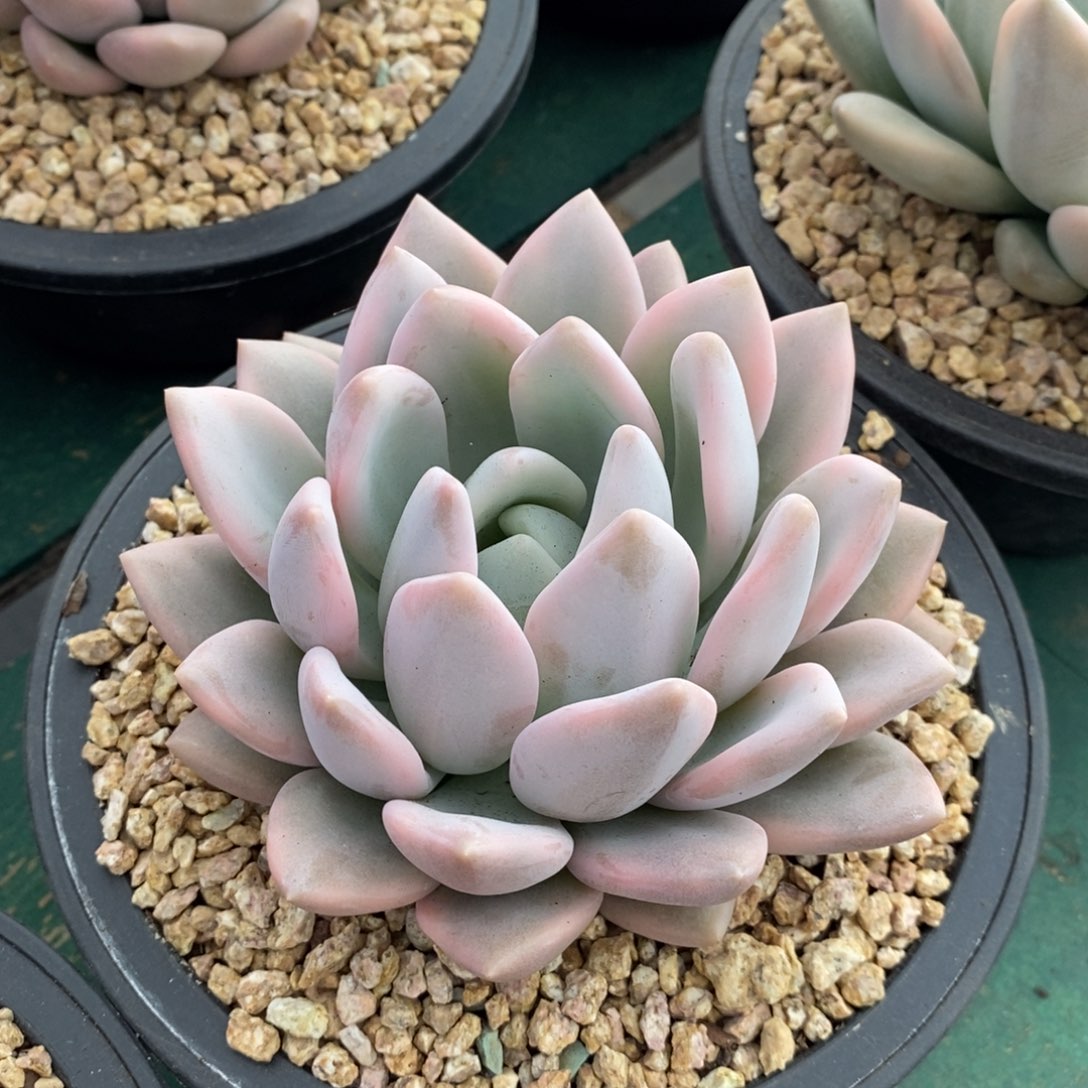 奥普锦大单头，1234567894