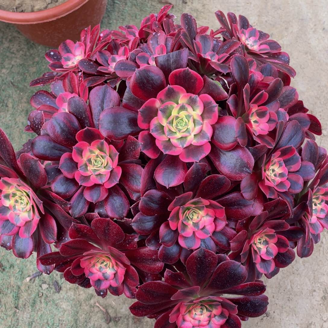 370美杜莎大捧花精品法师多肉