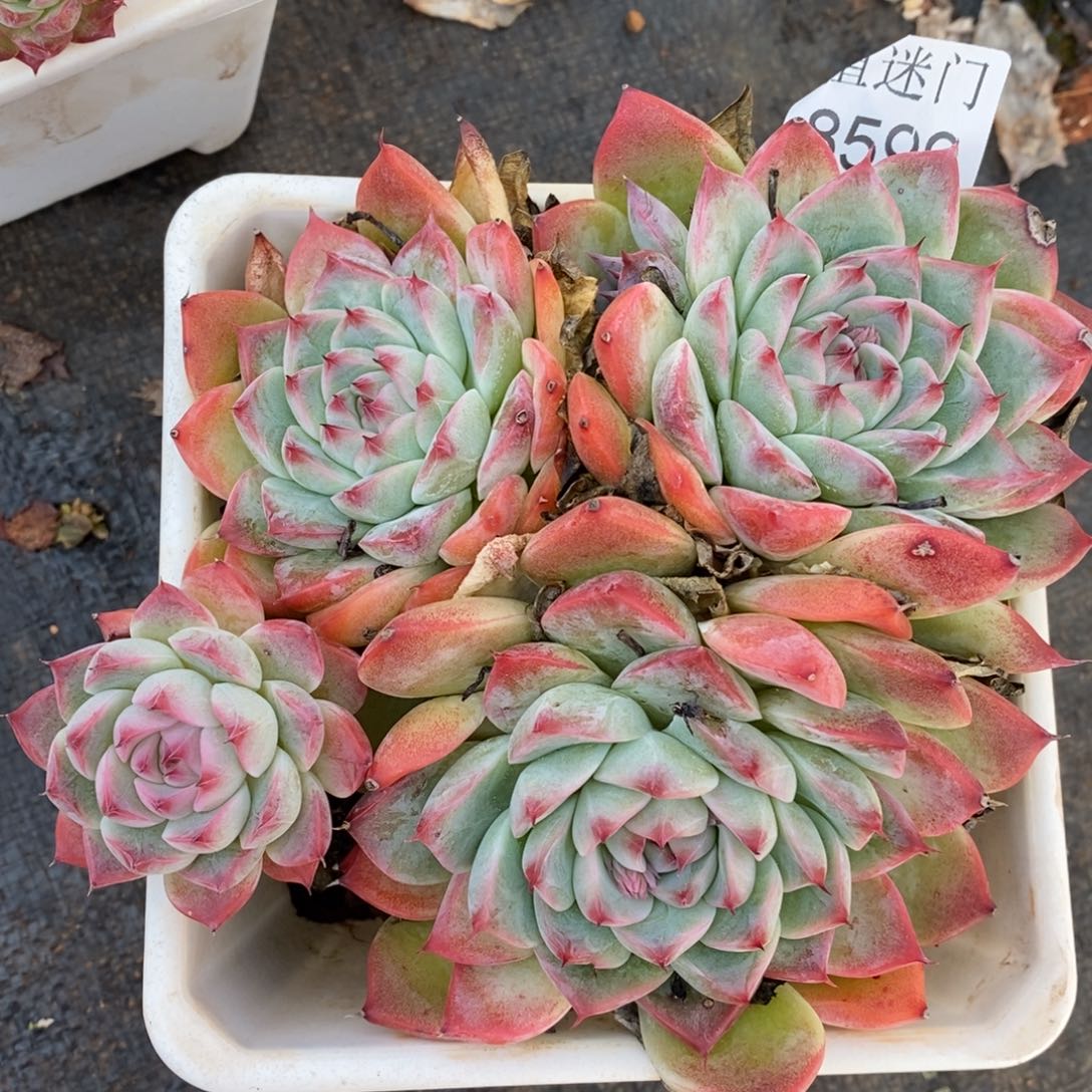 杂交精品多肉8599~13厘米