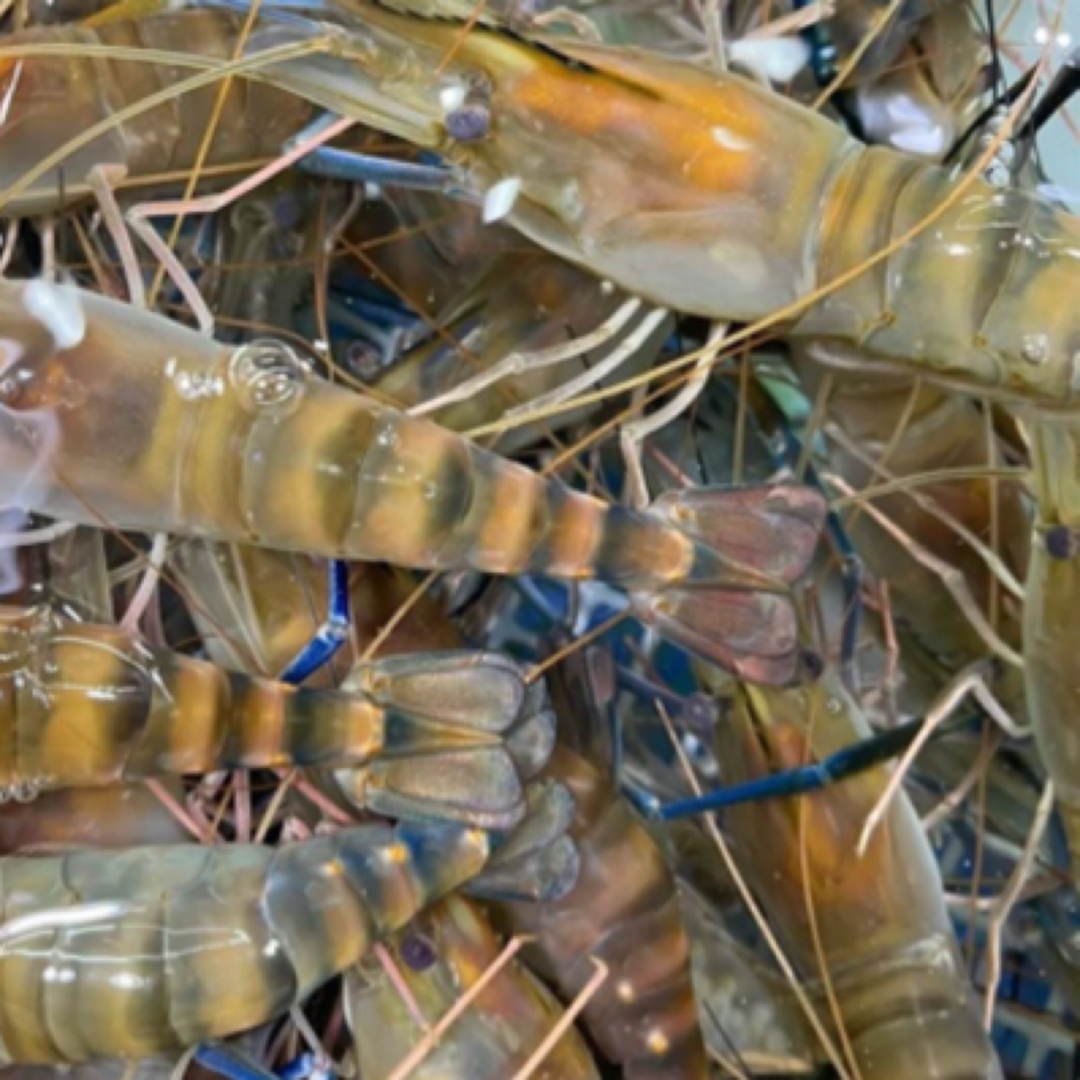 罗氏虾500克（8只左右）