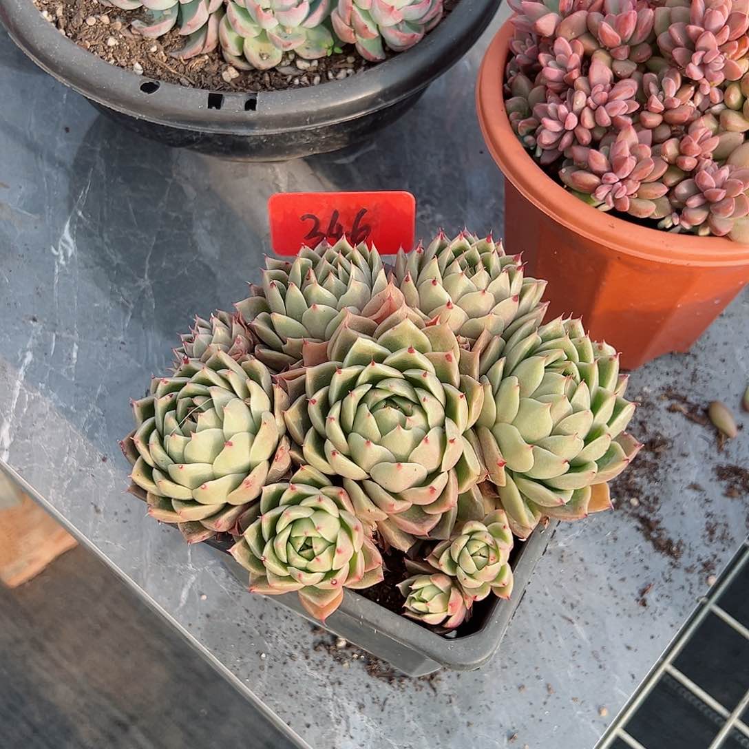 刘**迢346沙漠玫瑰杂多肉植物