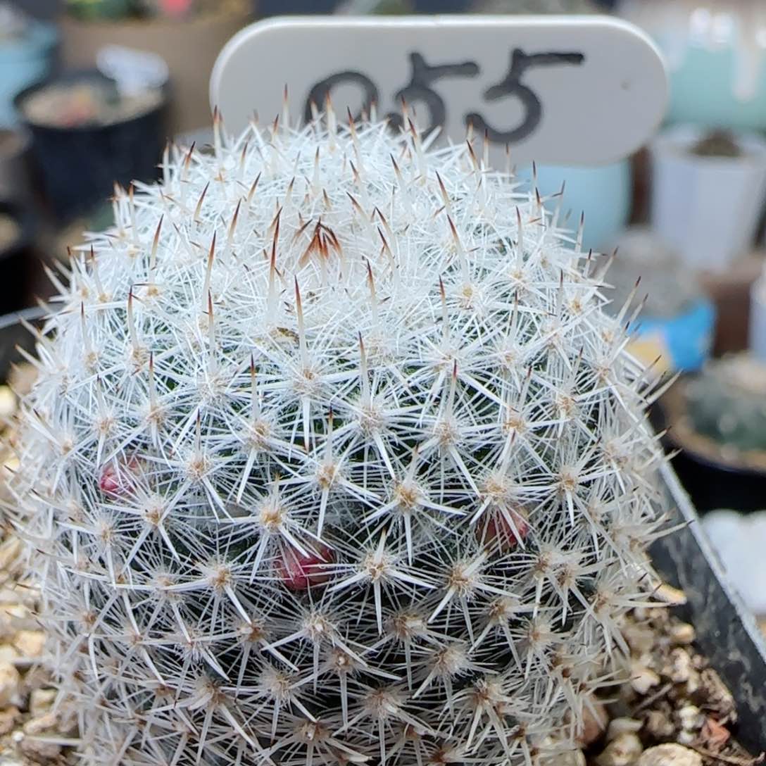 55实生敷岛多肉0000