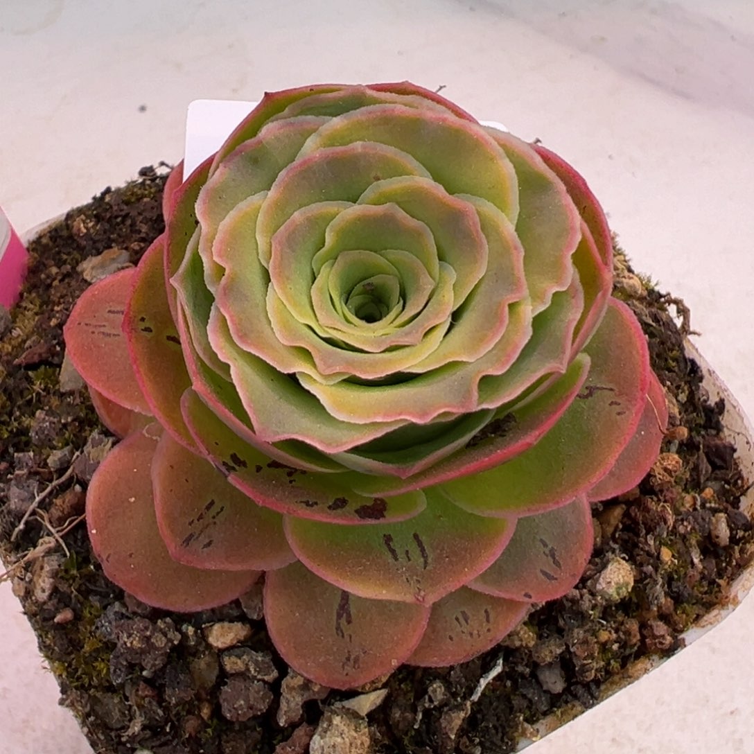 陈陈814不负精多肉