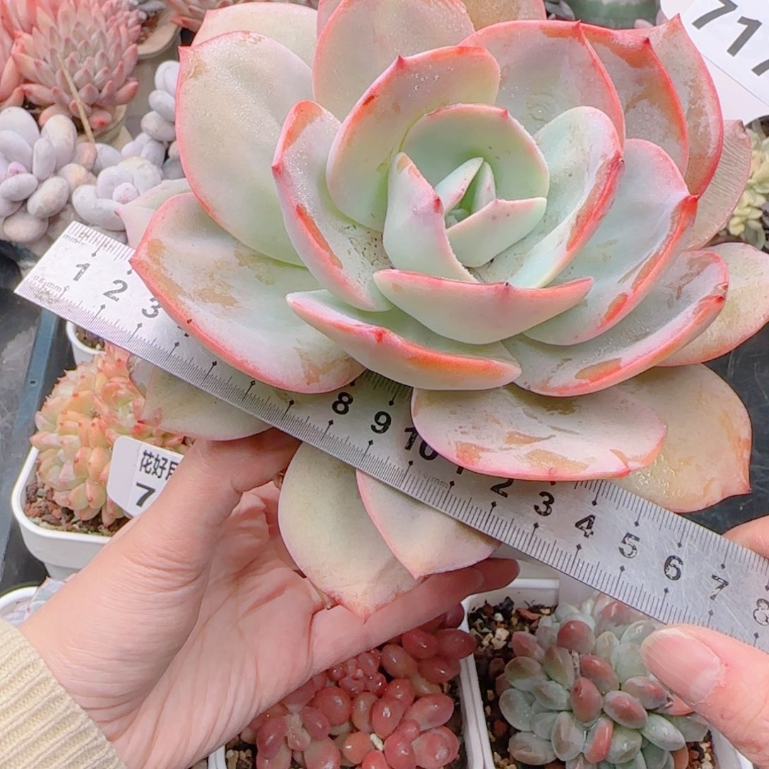 多肉植物7176…………….