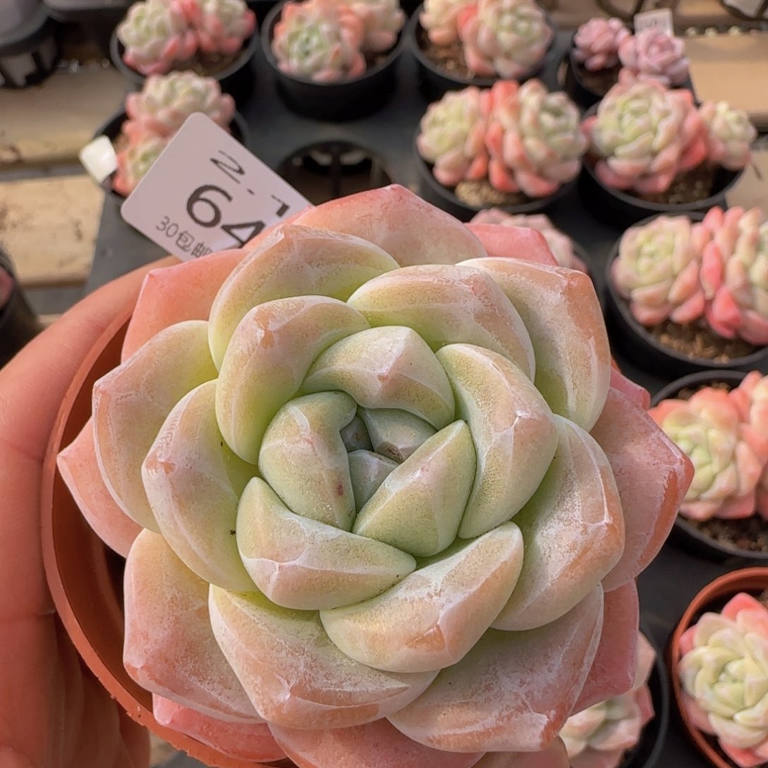 冰玉单头一颗脱土发货