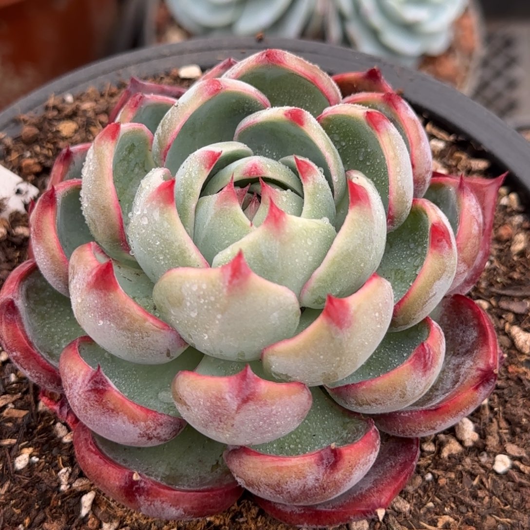 惊鸿一物一拍包装收缩花旱698