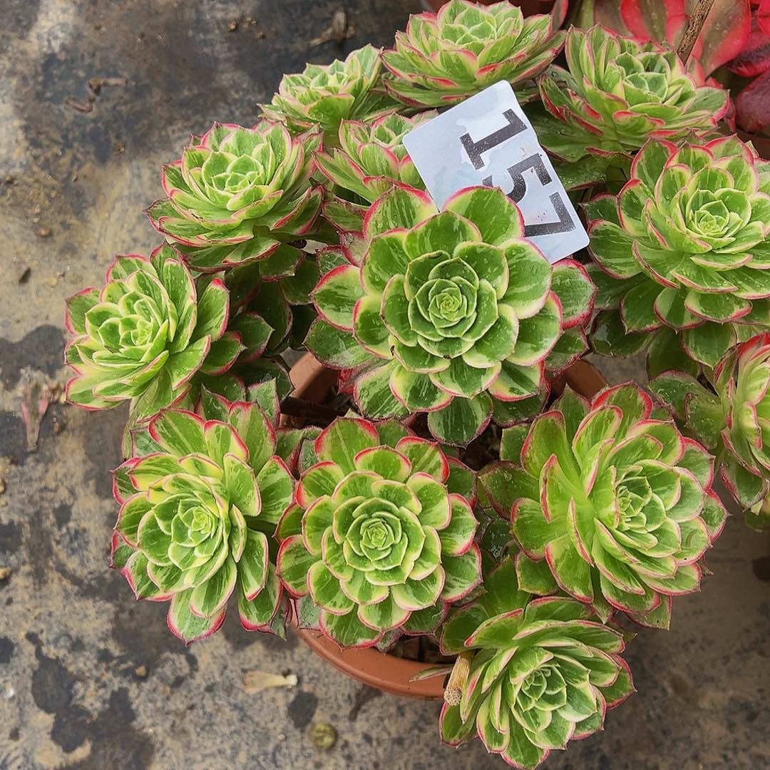 孔雀翎157福利拖土