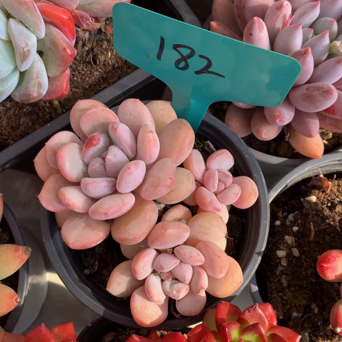 胖体奶糖626262626262