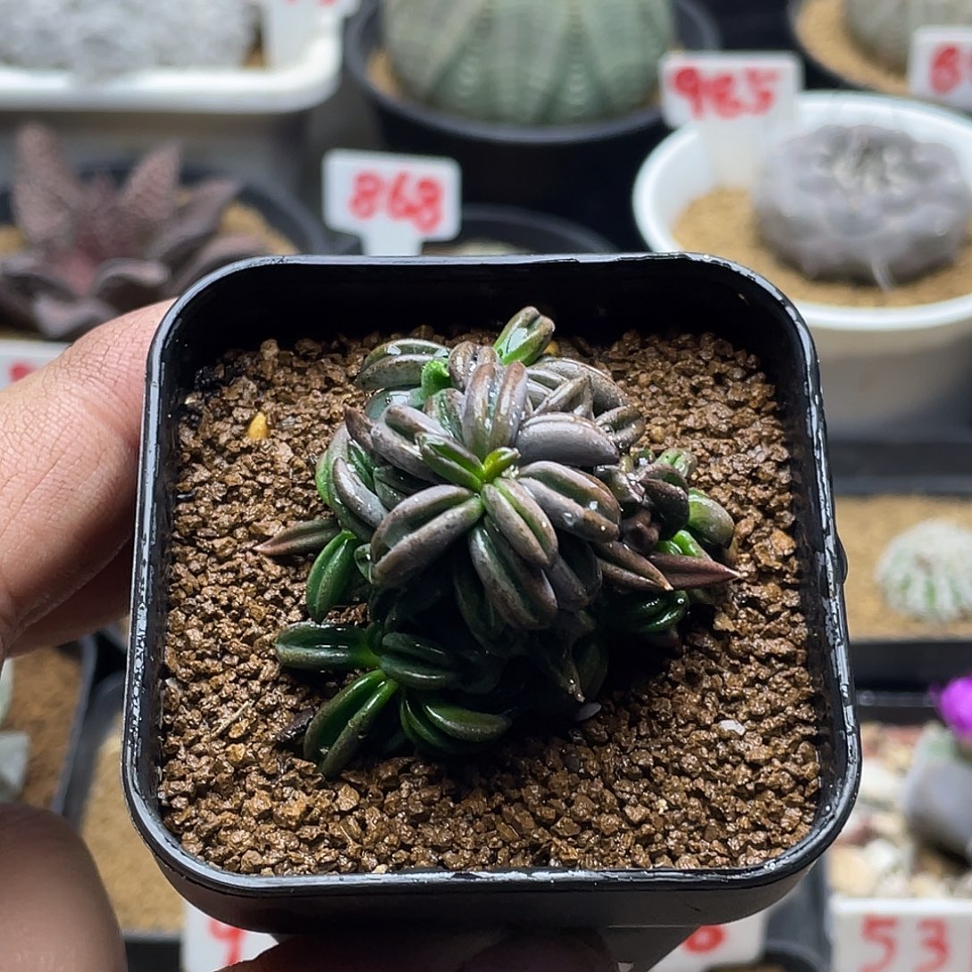 实生原始超丸叶雀舌麒麟大戟