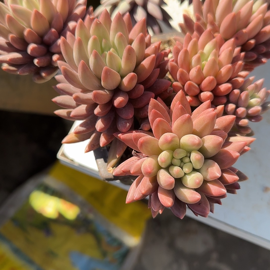 常****多肉植物紫美人系